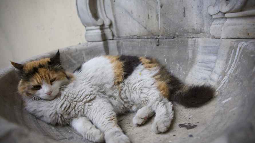 Фото иллюстрационное. freestockcenter/freepik.com