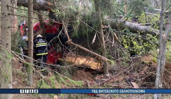 В Полоцком районе грузовик врезался в дерево — водитель погиб