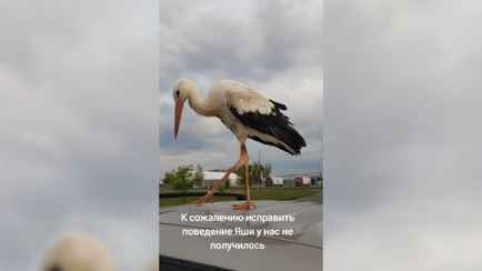 «Яша, тебя ничего не смущает?» — Брестчанин показал в ТикТоке «позор всех аистов». Но белорусы не согласились