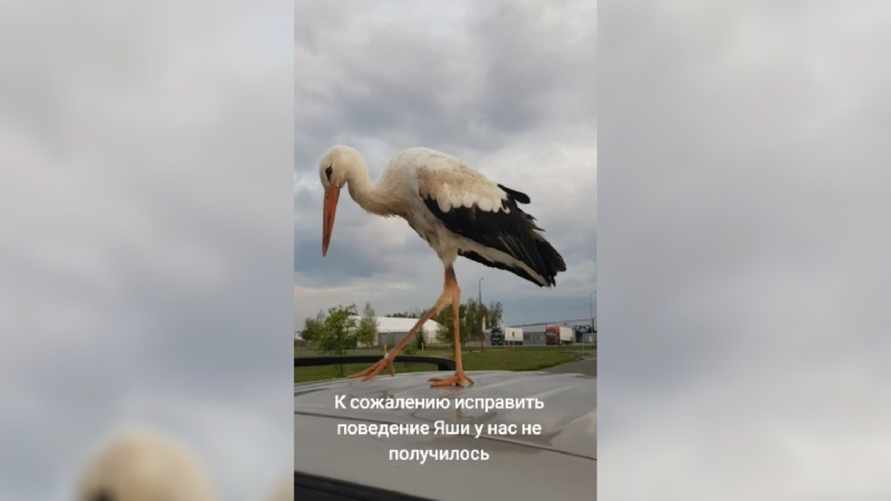 "Яша, тебя ничего не смущает?" — Брестчанин показал в ТикТоке "позор всех аистов". Но белорусы не согласились