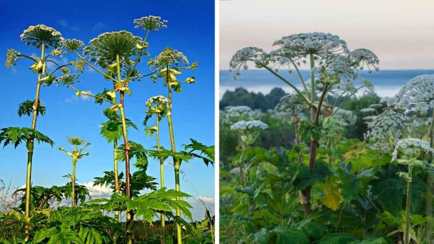 Борщевик Мантегацци и борщевик Сосновского