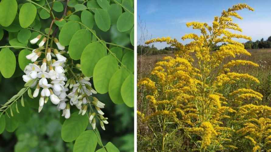 Робиния лжеакация и гигантский золотарник