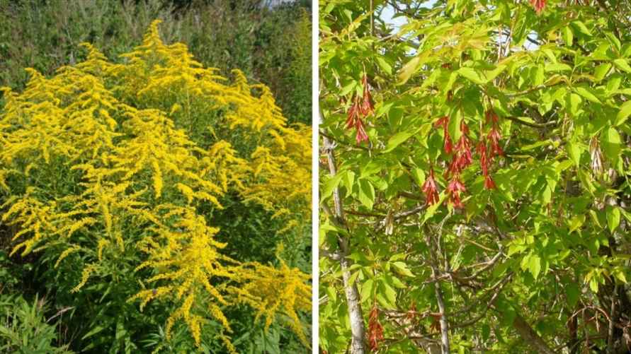 Золотарник канадский и клен ясенелистный