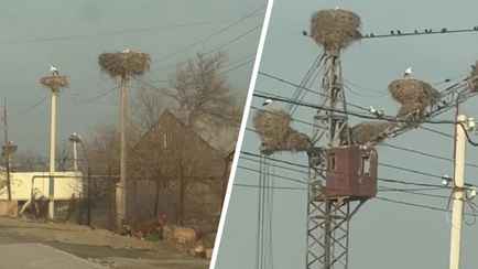 «С рождаемостью, наверное, всё хорошо» — В TitTok видео с «городом аистов» в Армении набрало более 2 млн просмотров