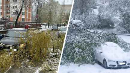 В Витебске из-за непогоды деревья упали на машины — пришлось вызывать МЧС