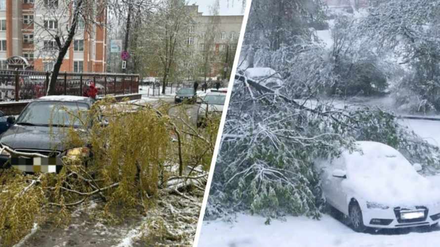 В Витебске из-за непогоды деревья упали на машины - пришлось вызывать МЧС