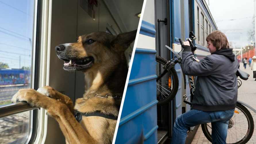 В БелЖД объяснили, как перевозить животных и велосипеды