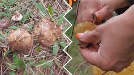 «Это мой рекорд!» — Белорусы поделились видео и историями урожая апрельских маслят. Где?