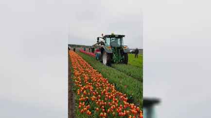 «Сердце болит на такое смотреть» — Под Брестом скосили огромное поле тюльпанов