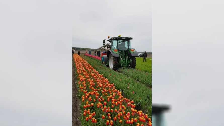 "Сердце болит на такое смотреть" — Под Брестом скосили огромное поле тюльпанов