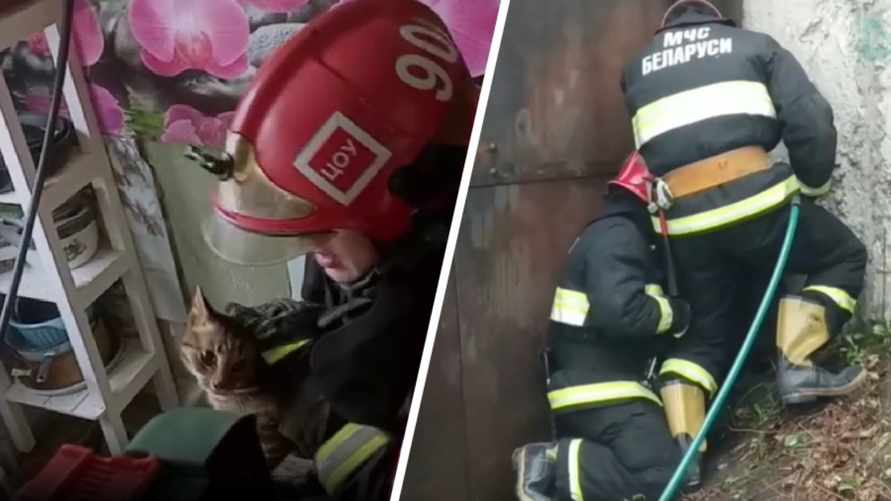 "Провел неделю под полом" - Белорусское МЧС поделилось видео со спасением ещё двух котиков