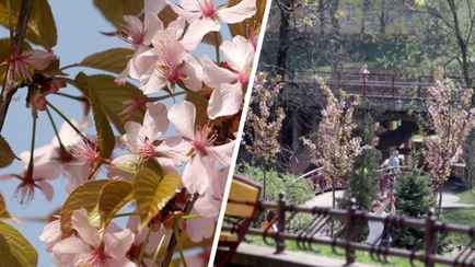 В Гродно зацвела настоящая белорусская «сакура»