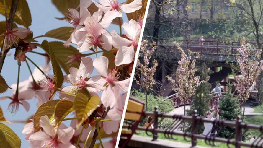 В Гродно зацвела настоящая белорусская "сакура"