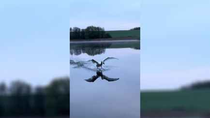 «Боинг 747 среди птиц» — Видео с полётом белорусского лебедя на Нарочи собрало более 15 млн просмотров