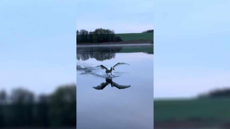 "Боинг 747 среди птиц" — Видео с полётом белорусского лебедя на Нарочи собрало более 15 млн просмотров