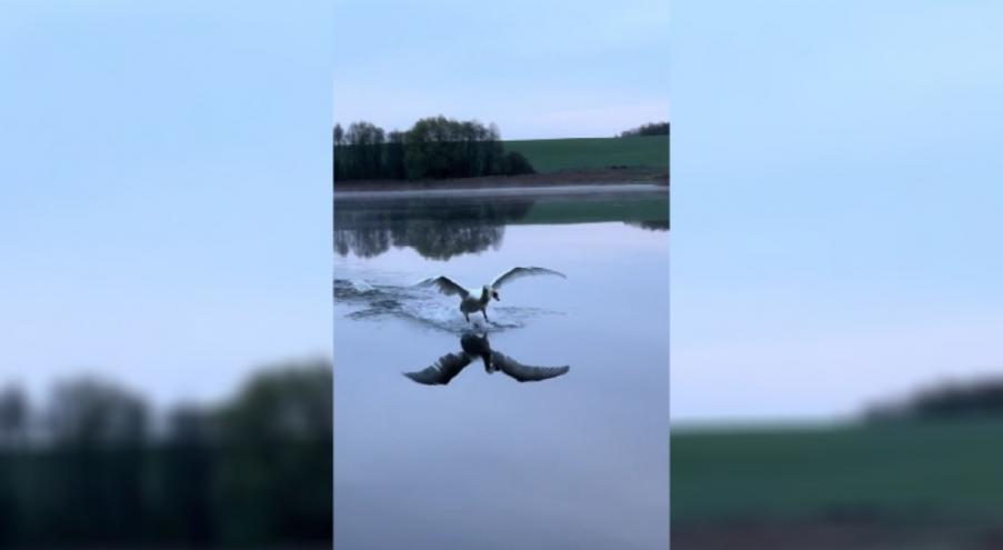 Видео  с лебедем Алесем, который обитает на озере
