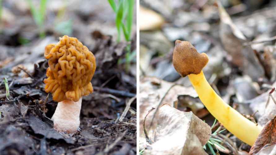 Слева сморчковая шапочка богемская, справа — её ядовитый двойник сморчковая шапочка коническая