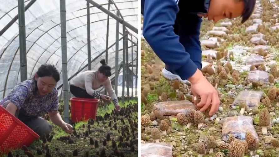 Культивация сморчков в Китае