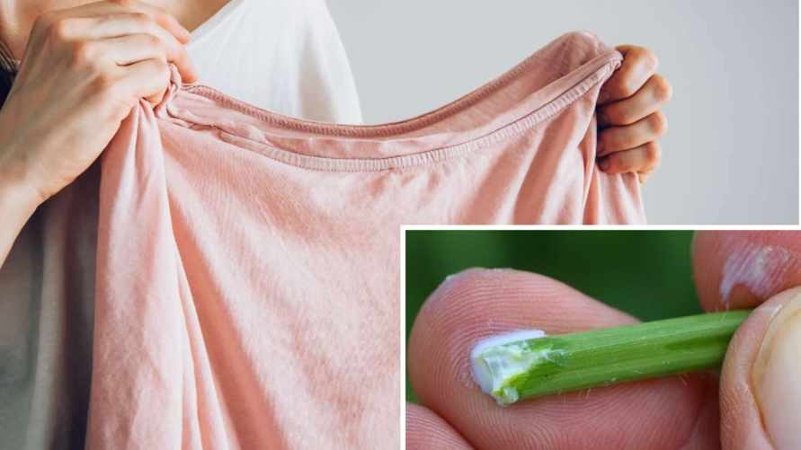 Испортили одежду одуванчиком? Эти способы помогут в борьбе с пятнами от сока и пыльцы цветов