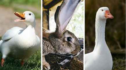 В Беларуси подняли цены на закупку крольчатины у населения. За сколько можно сдать мясо птиц и овощи?