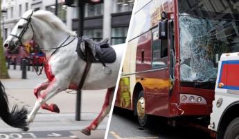 В Лондоне сбежавшие королевские лошади столкнулись с автомобилями. Пострадало 5 человек