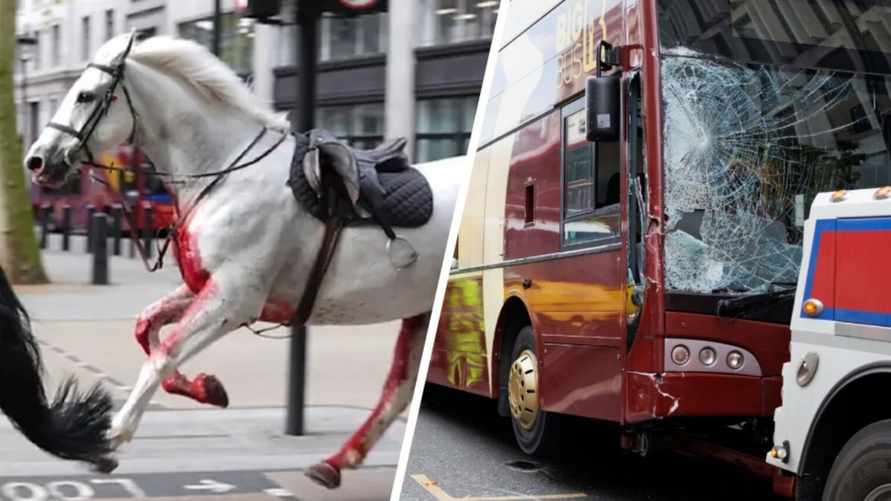 В Лондоне сбежавшие королевские лошади столкнулись с автомобилями. Пострадало 5 человек