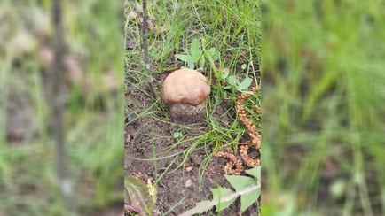 «Не может быть» — Белоруска поделилась в TikTok видео с апрельским подберёзовиком под Могилёвом. Пользователи не поверили