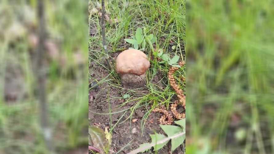 "Не может быть" — Белоруска поделилась в TikTok видео с апрельским подберёзовиком под Могилёвом. Пользователи не поверили