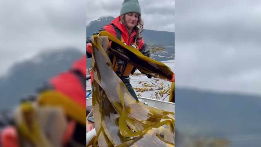 Видео с добычей морской капусты собрало в TikTo более 40 млн просмотров. Посмотрите, как это выглядит