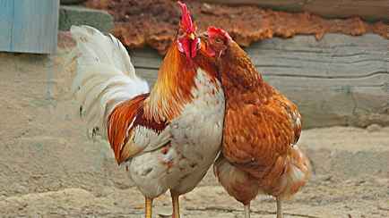 Из-за чего куры могут краснеть? Французские учёные опубликовали результаты исследования