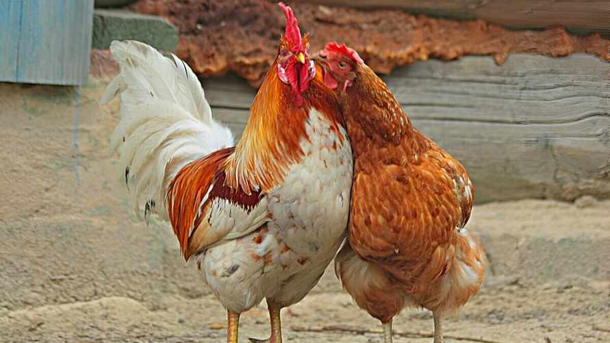 Из-за чего куры могут краснеть? Французские учёные опубликовали результаты исследования