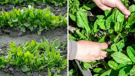 Как правильно посадить щавель весной? Эти простые советы увеличат урожай вдвое