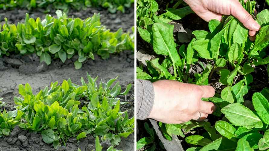 Как правильно посадить щавель весной? Эти простые советы увеличат урожай вдвое