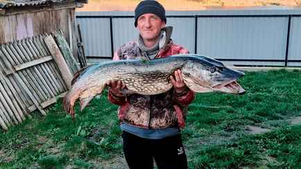 «Поймал «крокодила» — На Гродненщине рыбак выловил щуку весом более 12 кг
