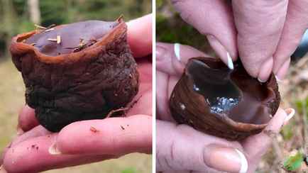 «Звучит как болезнь» — Грибники под Минском встретили редкий «ведьмин котелок». А есть его можно?