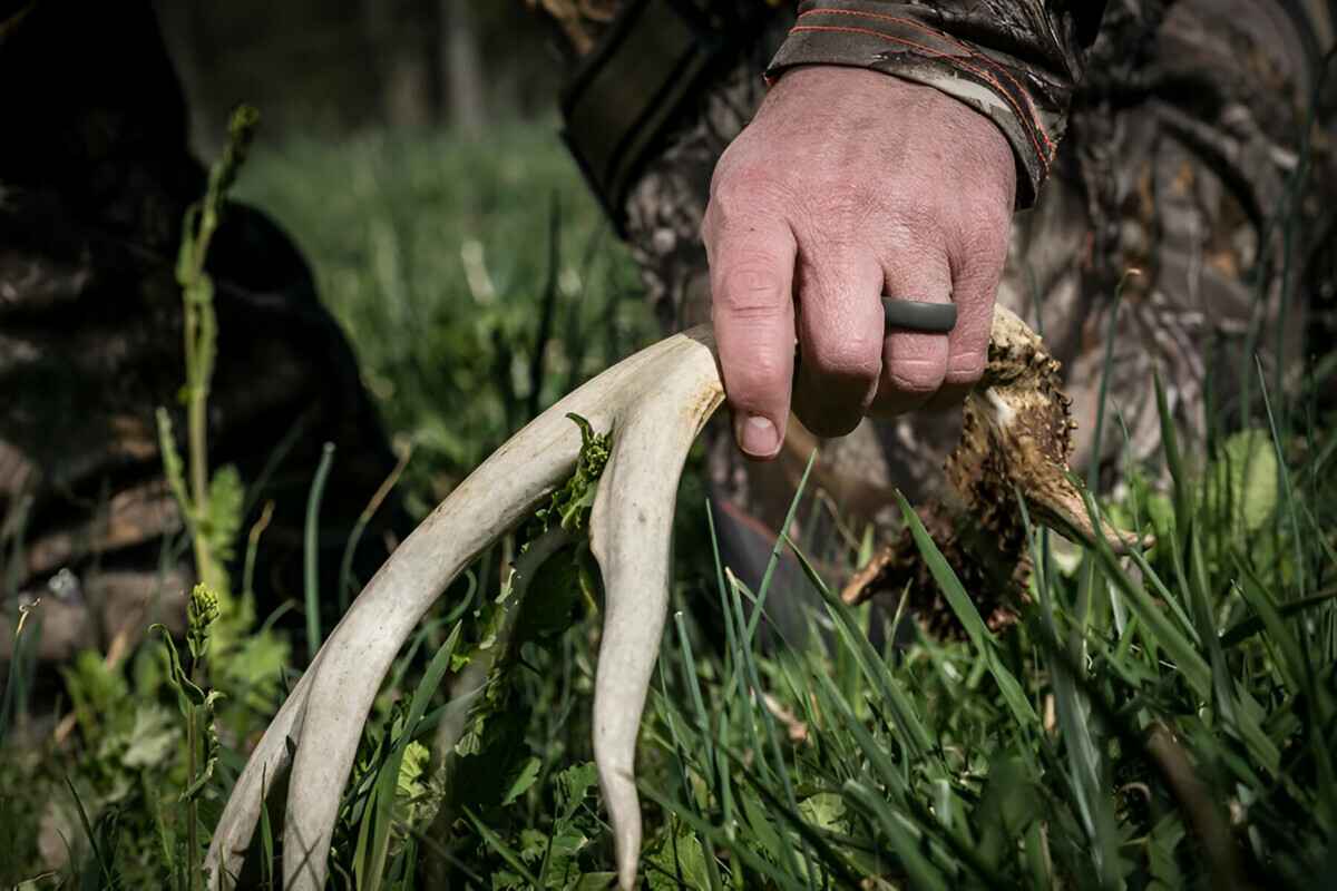 Штраф до 1200 рублей. В Березинском заповеднике рассказали, как выслеживают тех, кто собирает рога