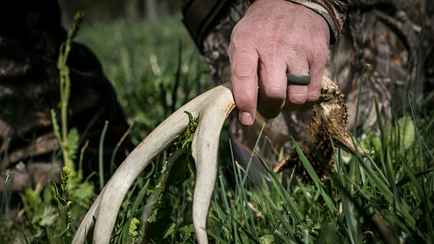 Штраф до 1200 рублей. В Березинском заповеднике рассказали, как выслеживают тех, кто собирает рога