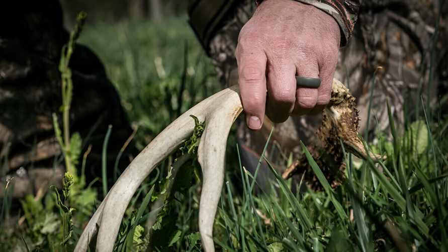 Штраф до 1200 рублей. В Березинском заповеднике рассказали, как выслеживают тех, кто собирает рога