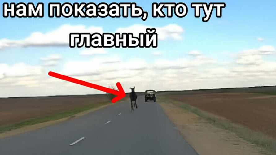 Под Оршей лось напал на проезжавшие по дороге машины. Очевидцы сняли видео, чем всё закончилось