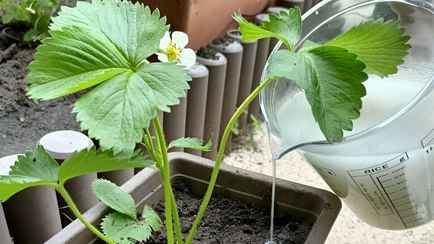 Как спасти клубнику после заморозков? Нужны правильная температура и этот домашний раствор
