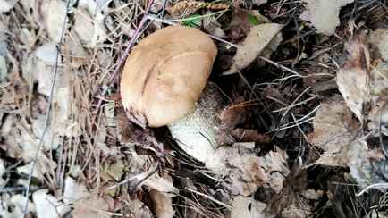 Белорус похвастался первым подосиновиком в этом году. В каком районе нашёл?