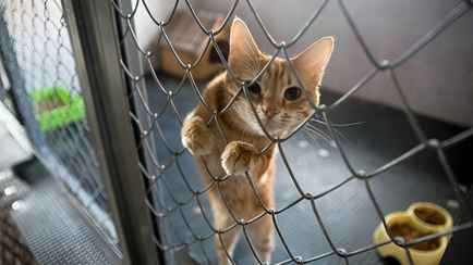 Сколько стоит «детский сад» для собак и кошек в Минске? В ЖКХ назвали тарифы