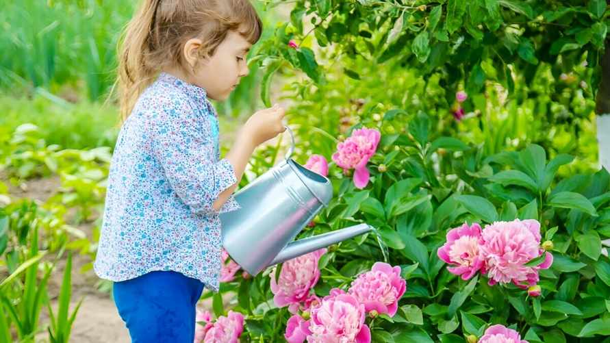 Плохо растут пионы? Полейте цветы этим домашним средством из 2 ингредиентов, и они зацветут как никогда