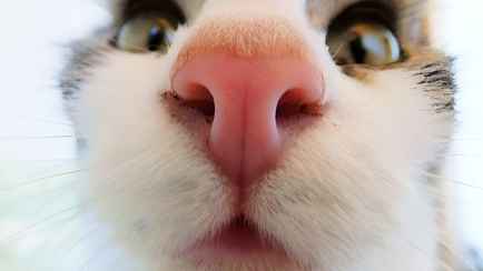 Почему у кошки может быть сухой и теплый нос? Вот когда мокрый гораздо хуже