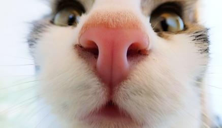 Почему у кошки может быть сухой и теплый нос? Вот когда мокрый гораздо хуже