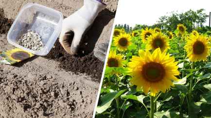 Когда сеять подсолнечник? Не забудьте сделать так, чтобы он порадовал богатым урожаем семечек