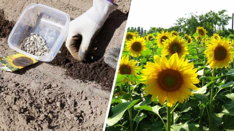 Когда сеять подсолнечник? Не забудьте сделать так, чтобы он порадовал богатым урожаем семечек
