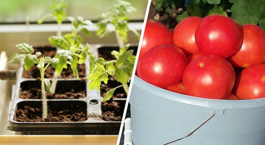 Удобрение рассады томатов и перца Рассада — ключевой