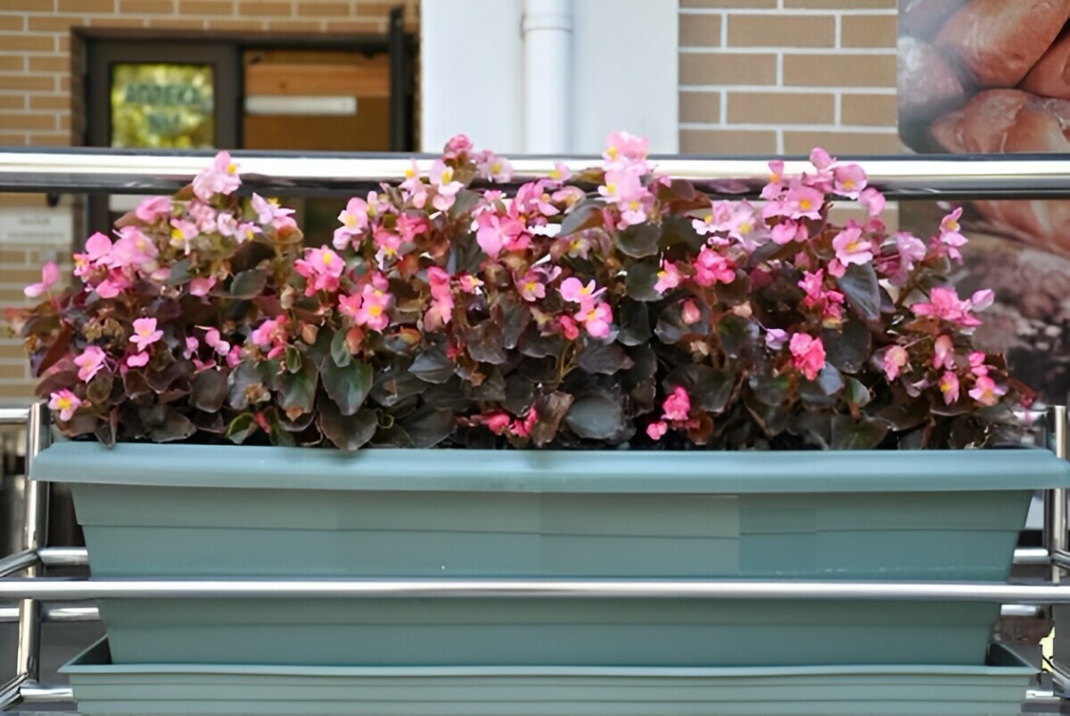 Какие цветы можно посадить на открытом балконе в апреле? Эти 11 не боятся перепадов температур