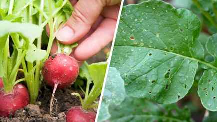 Что делать, чтобы редис не съели личинки? Опытные огородники поделились действенными методами